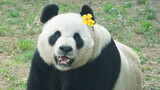 【Panda】Jin Hu Keeps Looking at Fei Yun