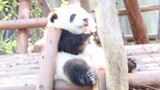 Para pengunjung berkata Huahua sangat patuh (Video panda He Hua)