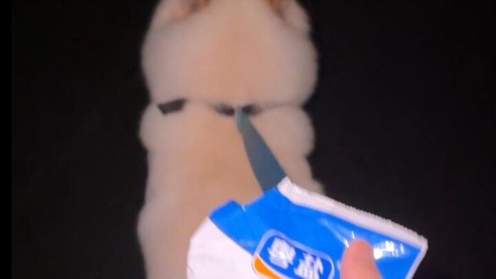 You ask me why I bring a bag of salt when I walk the dog...