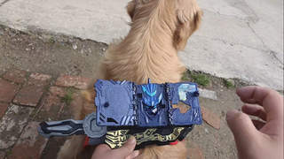What would happen if you put a Kamen Rider belt on a golden retriever?
