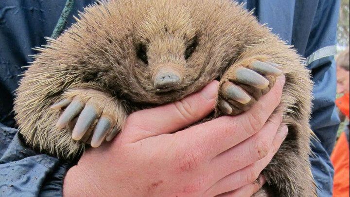 Echidna: A four-headed *—so powerful it’s downright terrifying!