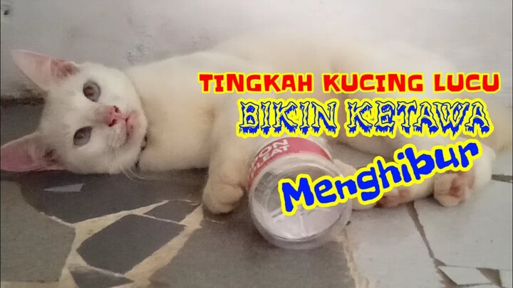 TINGKAH KUCING LUCU bikin ngakak nangis