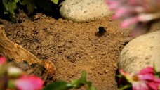 Minuscule Kompilasi #2