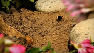 Minuscule Kompilasi #2