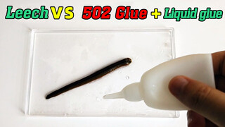 【Life】Survival of leeches: soaked in 502 super glue and liquid glue