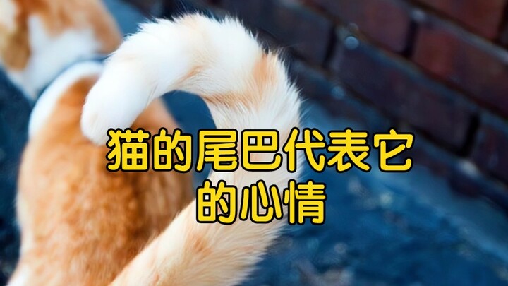 猫的尾巴代表它的心情！