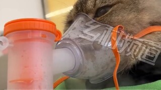 السلوك المُحيّر للأشياء: رغم أن صاحب القطة أنفق خمسة أو ستة آلاف لعلاج زكام قطته، إلا أن النتيجة كان