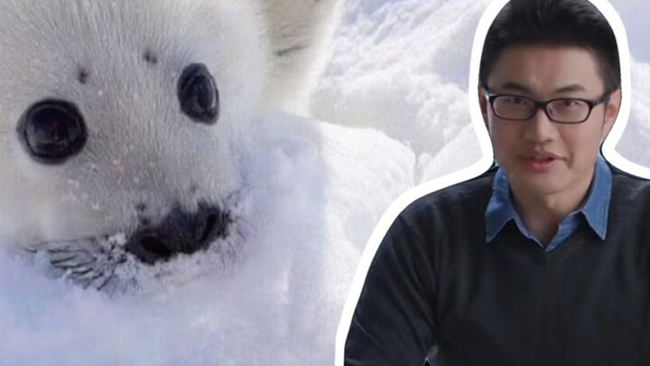 Harp Seal: How cute can a seal be?