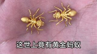 在富豪的花园里面挖呀挖呀挖