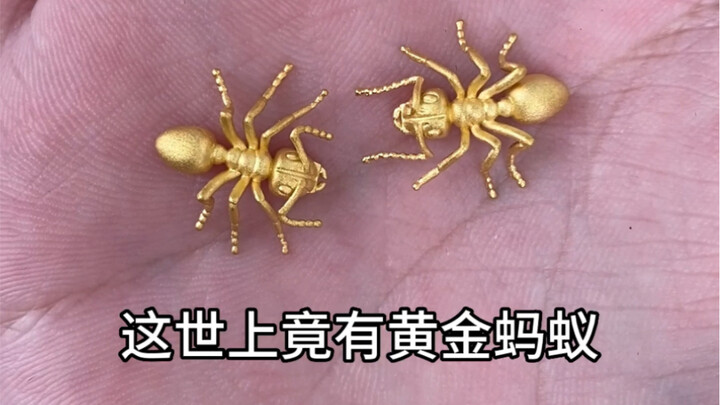 在富豪的花园里面挖呀挖呀挖