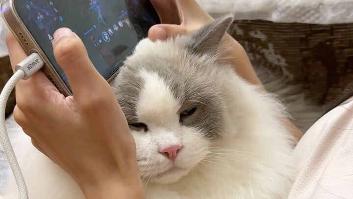 Thermostatic cat-head phone holder!