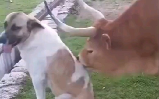 [Hewan] Momen interaksi ramah anjing dengan hewan lain