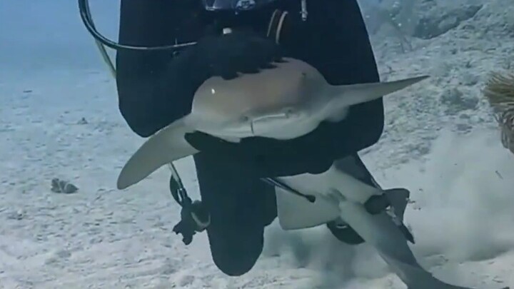 Hiu ini tidak menggigit, tapi suka minta digelendoti kepalanya oleh manusia.