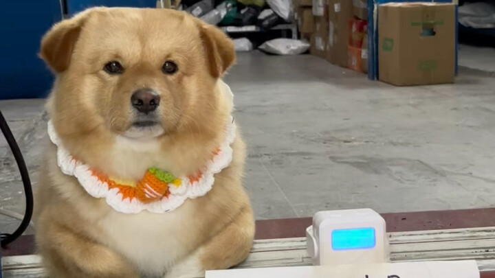 Xiao Dou bukan paket, tidak ada kode pengambilan