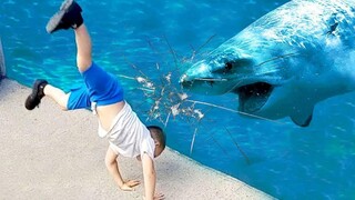 Funny Baby At The Aquarium 2 - Baby Shark Doo Doo วิดิโอตลก