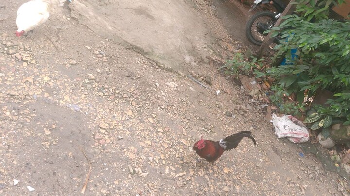 Magaling Vs Magaling 🐓😍