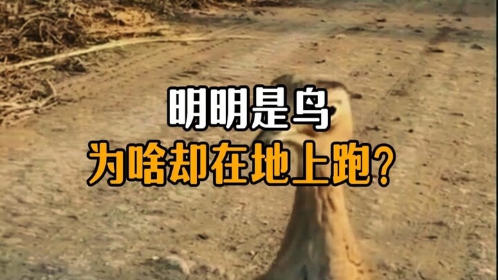 Kenapa burung malah berlari di tanah?