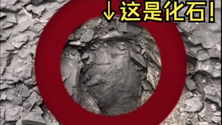 You can actually pick up fossils directly!?