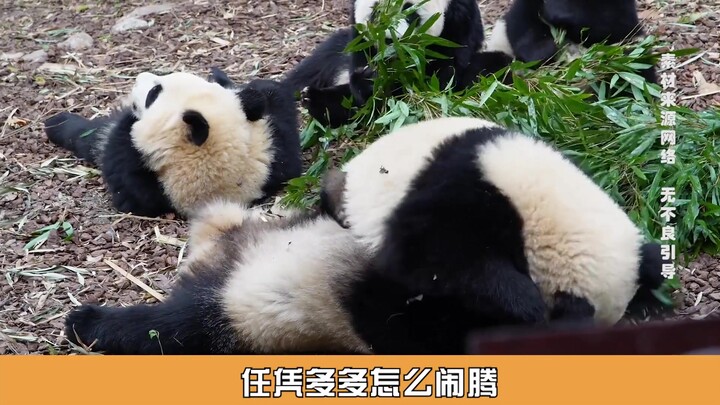 Một cái vẫy tay hóa ra lại là vĩnh biệt, gấu trúc lớn Bảo Tân chưa đầy hai tuổi đã qua đời, ông nội 