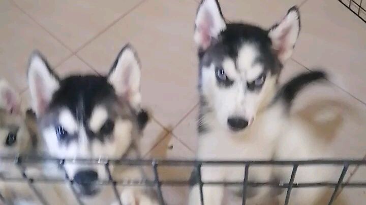 Mga Pasaway na Siberian Husky Puppy