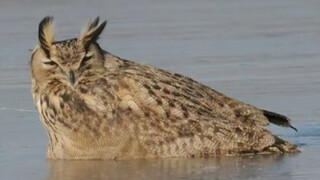 "An eagle owl frozen to death on an icy surface"