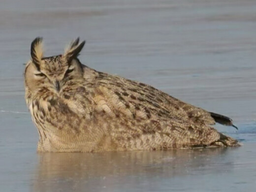 “Cú mèo chết cóng trên mặt băng”