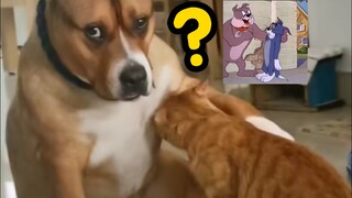看见狗子在撸猫了，猫和老鼠果然是写实片，还是大学生累成狗了？