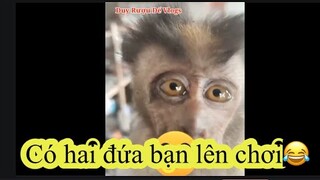 Nghe tin có bạn lên chơi😂😂😂