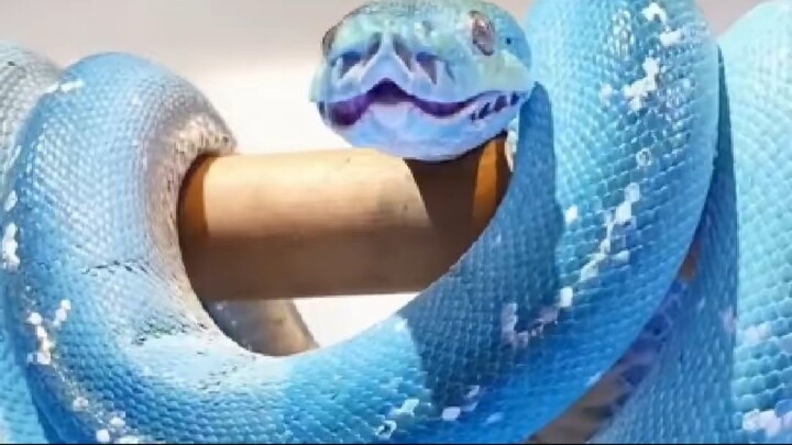 1 minuto animal - as 5 serpentes mais lindas do mundo - a 1º é incrível!