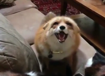 Huhu is being cute with you