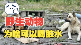 野生动物可以喝脏水，为啥人类就不行？