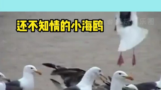 Foreign brats feed seagulls laxatives—beach turns into a hailstorm battlefield as “flying poop” rain