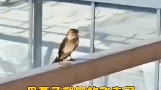 你见过燕子吵架吗？因为窝塌了吵架..因为小燕子喂养吵架~