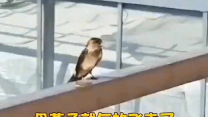 你见过燕子吵架吗？因为窝塌了吵架..因为小燕子喂养吵架~