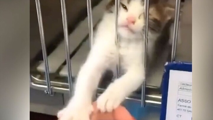 Si kucing kecil berusaha mati-matian mempertahankan sang pemilik: Pilih aku, pilih aku!