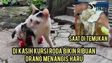 Kucing Lumpuh Di Kasih Kursi Roda Malah Bikin Sedih Ribuan Orang Karena Terharu..!