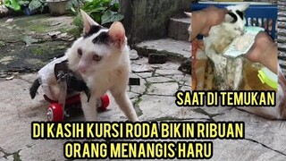 Kucing Lumpuh Di Kasih Kursi Roda Malah Bikin Sedih Ribuan Orang Karena Terharu..!