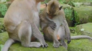 Kakak Monyet digigit di bagian pribadinya dan terasa tidak nyaman untuk melihatnya.