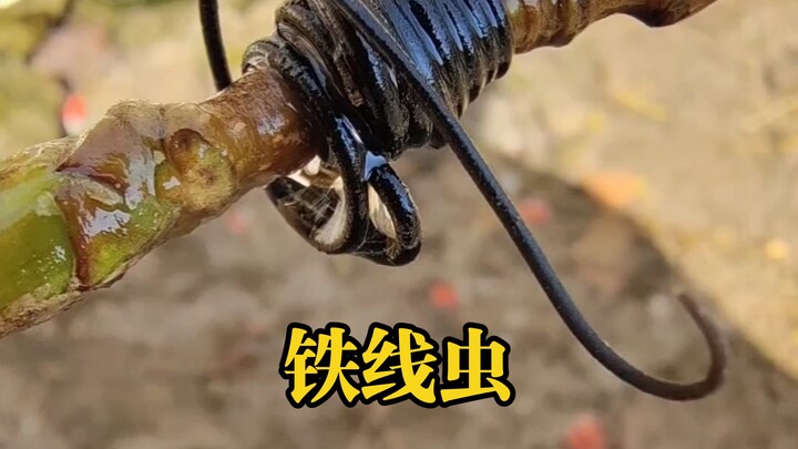 A parasite baptized by the holy fire