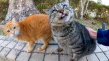 [Động vật]Con mèo mướp dễ thương mà tôi đã gặp trong công viên