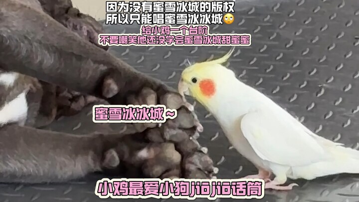 Because Mixue Ice Cream doesn’t have the performance rights, Little Chicken can only sing “Mixue Bin