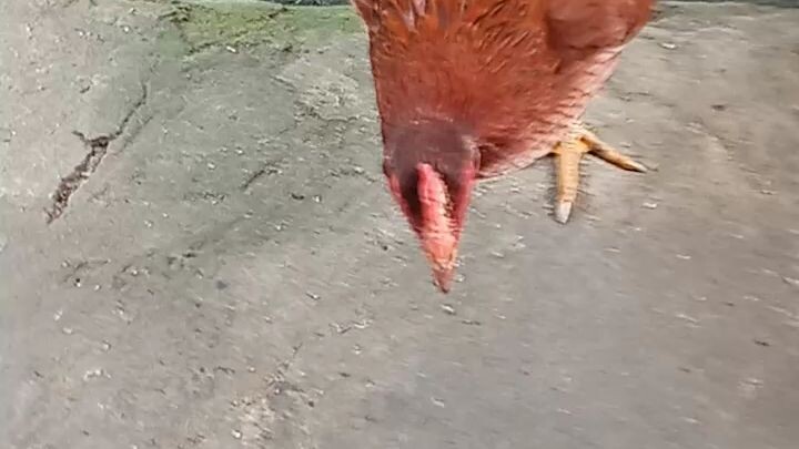 sarap ulamin pasaway na manok