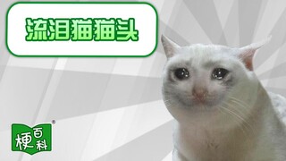 【梗百科】流泪猫猫头是啥梗？