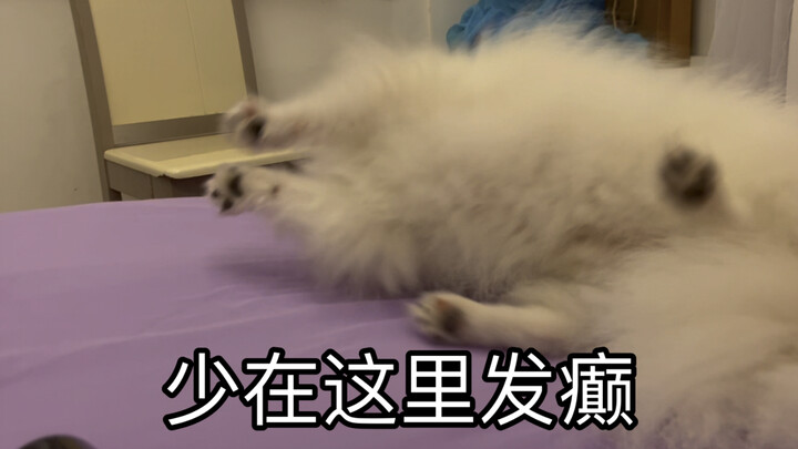 Cho hỏi là chó bình thường có hay nổi nóng như thế này không?