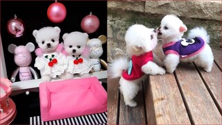 Chó Phốc Sóc Mini - Funny and Cute Dog  Pomeranian😍🐶 #17