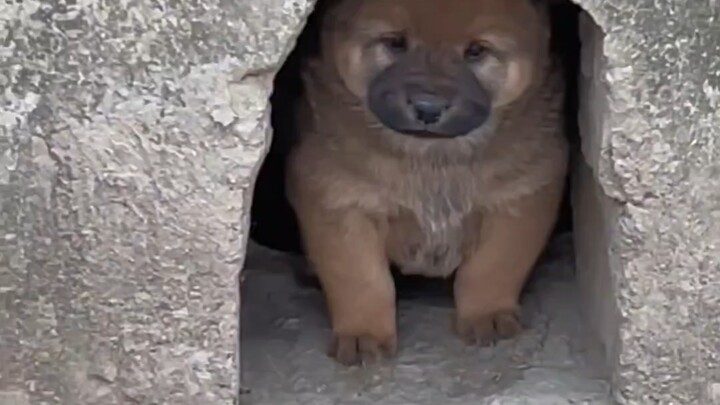 Anjing kecil itu tumbuh sangat cepat sehingga ia dapat menjaga rumah dalam waktu kurang dari sebulan