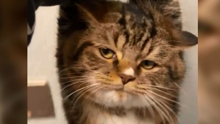 Kucing kecil jangan terlalu bandel, harus imut!