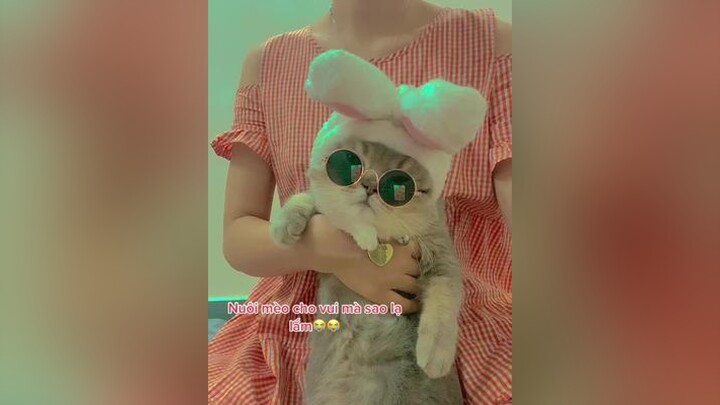 Nuôi mèo cho vui nhà vui cửa nhưng nó lạ lắm meo meocute catsoftiktok nuoimeo yeumeo chamsocmeo luo