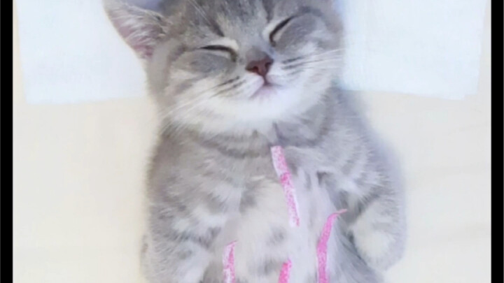As a southern girl, Miss Sushi feels this dampness is just too much… Without a full course of treatm