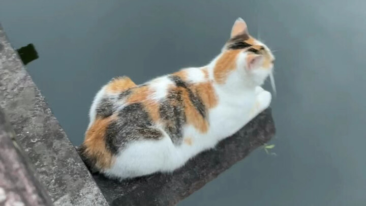 White cat floating on green water